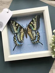 Buy Original Art Framed Butterfly Hand Painted Paper Taxidermy Collage • 15£