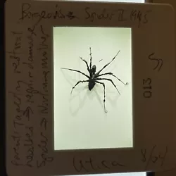 Buy Louise Bourgeois “Spider II” Confessional Sculpture 35mm Art Slide • 9.77£