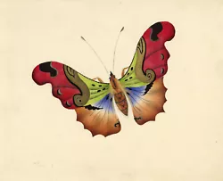 Buy Tropical Butterfly – Original C.1831 Watercolour Painting • 110£
