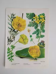 Buy Botanical Print Water Lily Welsh Poppy Pansy Plants Vintage Bookplate  Art  • 8£