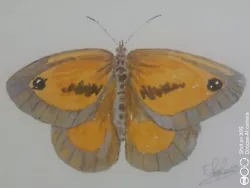 Buy Gatekeeper Butterfly, Original Watercolour Painting, Not A Print, Signed, A5 • 15£
