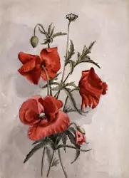 Buy Poppy Poppyland Floral Still Life - Flowers Study - Watercolour Painting - 1892 • 70£