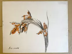 Buy 1940s Original Watercolor Iris Flower Study By Mary Dickson • 18£