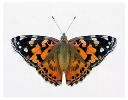 Buy A5 Painted Lady Butterfly Watercolour Painting Signed Limited Edition Print Gift • 12.99£