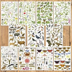 Buy A4 British Nature Identification Wildlife Charts Birds Insects Wild Flowers Tree • 50£